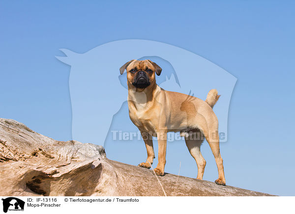 Mops-Pinscher / Pug-Pinscher / IF-13116