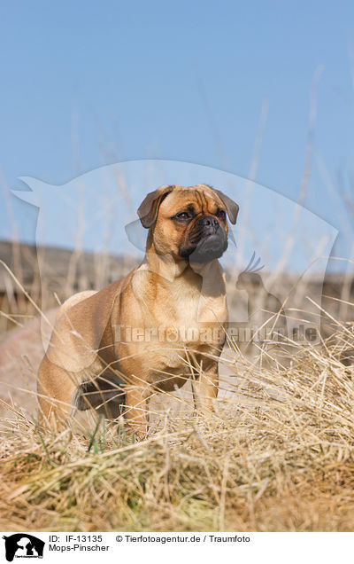 Mops-Pinscher / Pug-Pinscher / IF-13135