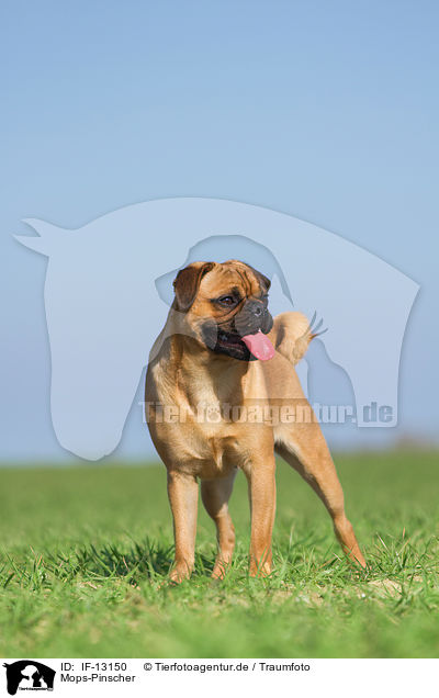 Mops-Pinscher / Pug-Pinscher / IF-13150