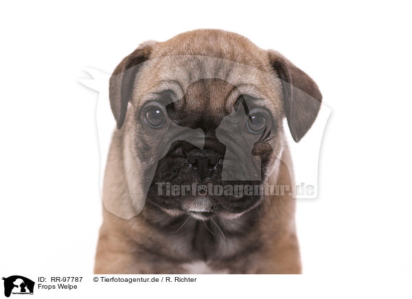 Frops Welpe / French-Bulldog-Pug-Puppy / RR-97787