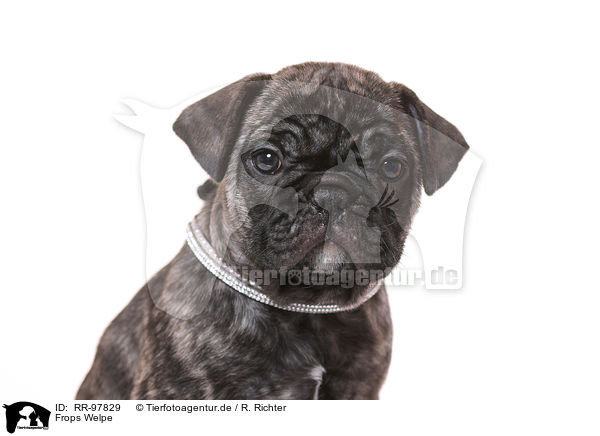 Frops Welpe / French-Bulldog-Pug-Puppy / RR-97829