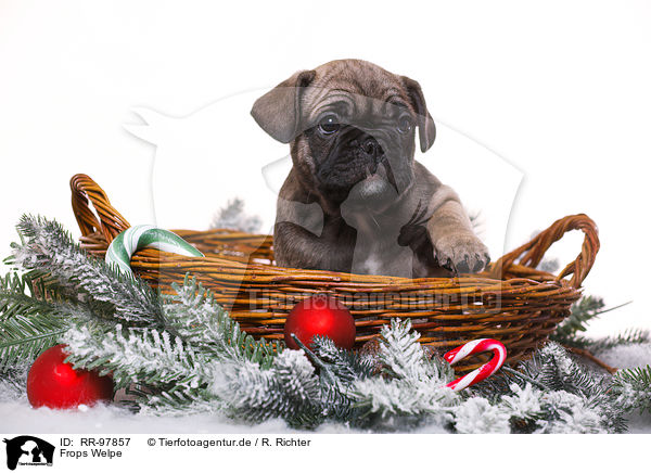 Frops Welpe / French-Bulldog-Pug-Puppy / RR-97857