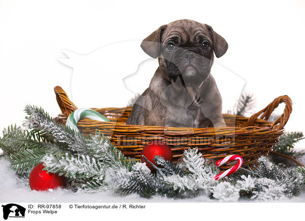 Frops Welpe / French-Bulldog-Pug-Puppy / RR-97858