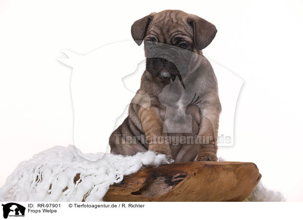 Frops Welpe / French-Bulldog-Pug-Puppy / RR-97901