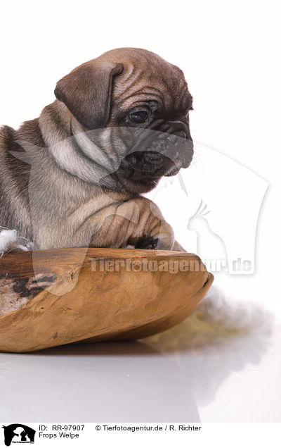 Frops Welpe / French-Bulldog-Pug-Puppy / RR-97907