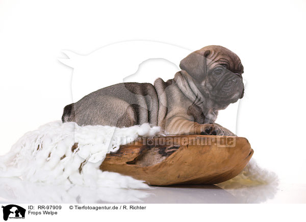 Frops Welpe / French-Bulldog-Pug-Puppy / RR-97909