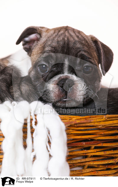 Frops Welpe / French-Bulldog-Pug-Puppy / RR-97911