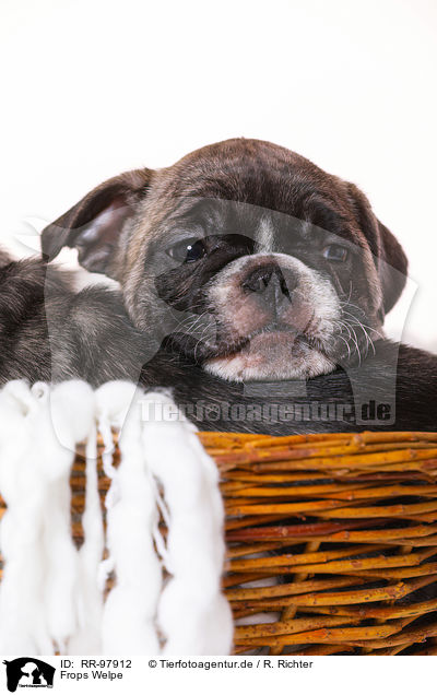 Frops Welpe / French-Bulldog-Pug-Puppy / RR-97912