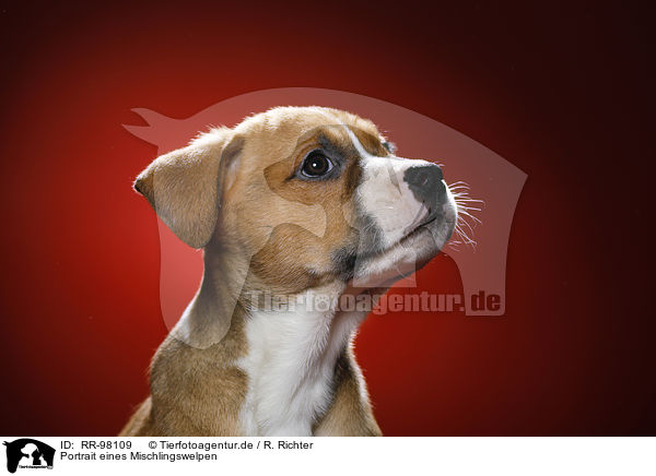 Portrait eines Mischlingswelpen / Mongrel Puppy Portrait / RR-98109