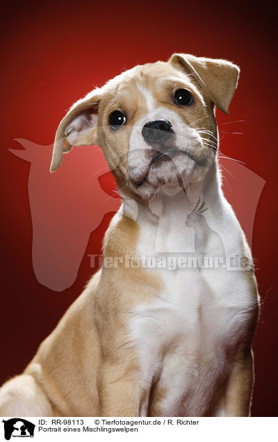 Portrait eines Mischlingswelpen / Mongrel Puppy Portrait / RR-98113