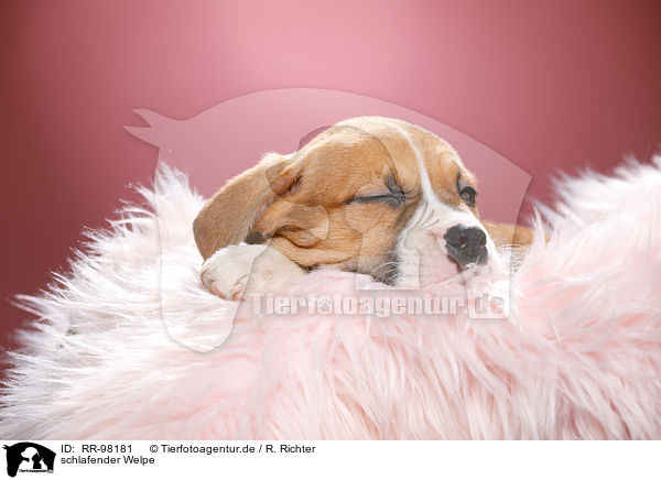 schlafender Welpe / sleeping puppy / RR-98181