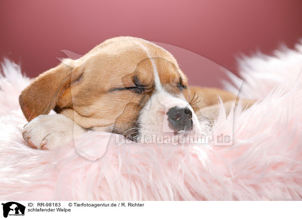 schlafender Welpe / sleeping puppy / RR-98183