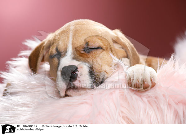 schlafender Welpe / sleeping puppy / RR-98187