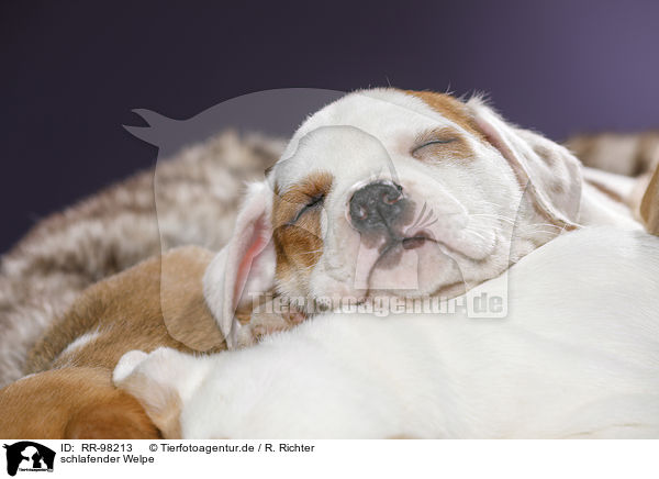 schlafender Welpe / sleeping puppy / RR-98213