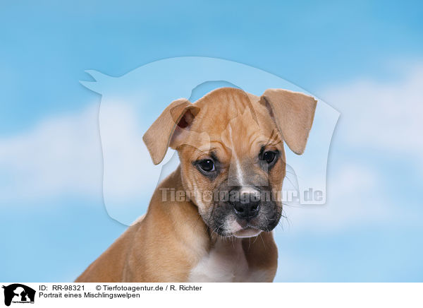 Portrait eines Mischlingswelpen / Mongrel Puppy Portrait / RR-98321