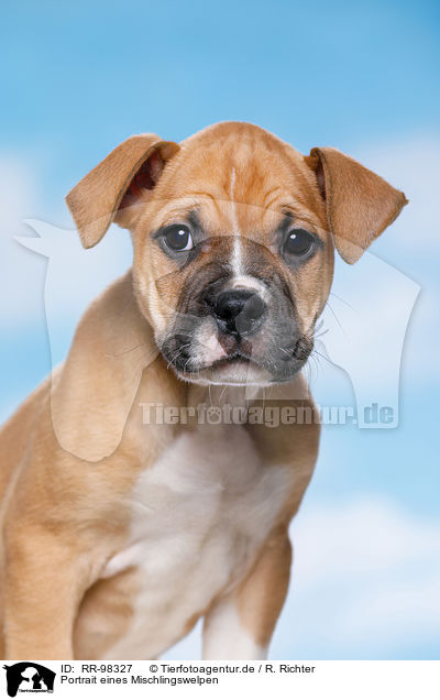 Portrait eines Mischlingswelpen / Mongrel Puppy Portrait / RR-98327