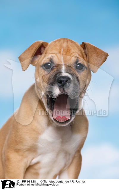 Portrait eines Mischlingswelpen / Mongrel Puppy Portrait / RR-98328