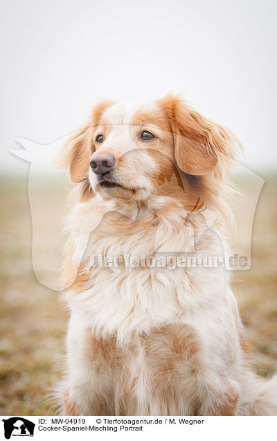 Cocker-Spaniel-Mischling Portrait / Cocker-Spaniel-Mongrel Portrait / MW-04919