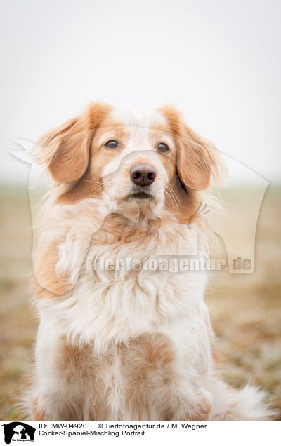 Cocker-Spaniel-Mischling Portrait / Cocker-Spaniel-Mongrel Portrait / MW-04920