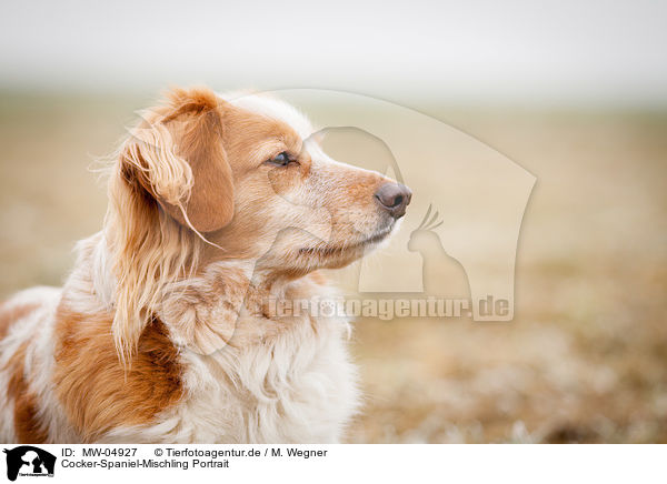 Cocker-Spaniel-Mischling Portrait / Cocker-Spaniel-Mongrel Portrait / MW-04927