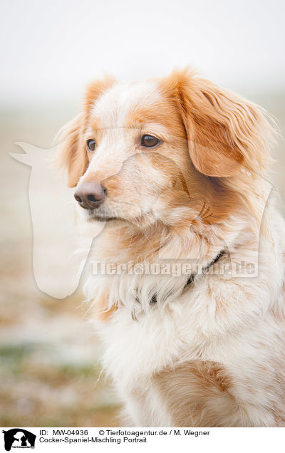 Cocker-Spaniel-Mischling Portrait / Cocker-Spaniel-Mongrel Portrait / MW-04936