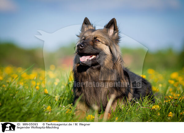 liegender Wolfsspitz-Mischling / lying Keeshond-Mongrel / MW-05093