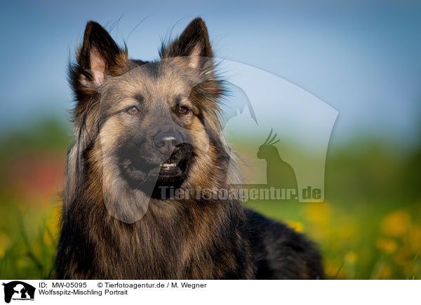 Wolfsspitz-Mischling Portrait / Keeshond-Mongrel Portrait / MW-05095