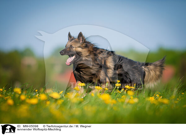 rennender Wolfsspitz-Mischling / running Keeshond-Mongrel / MW-05098