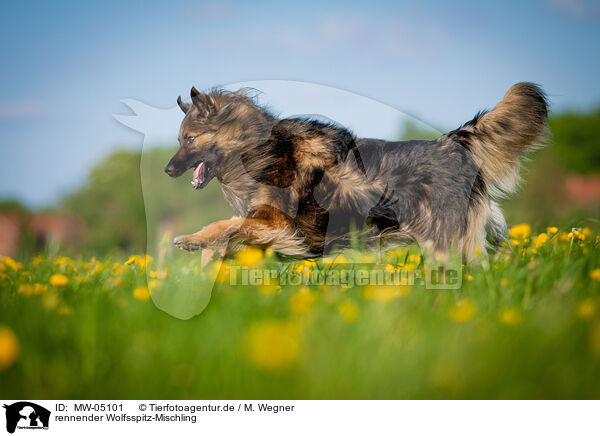 rennender Wolfsspitz-Mischling / running Keeshond-Mongrel / MW-05101