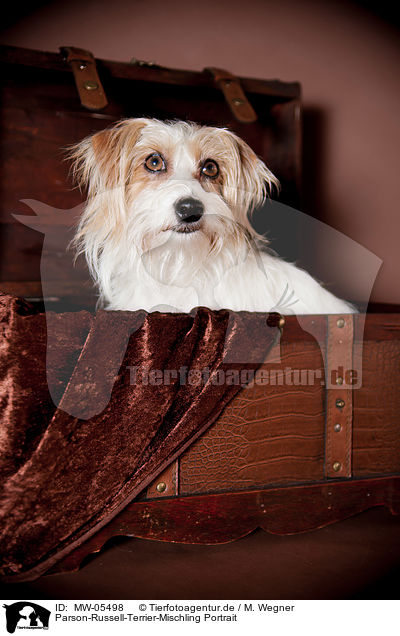 Parson-Russell-Terrier-Mischling Portrait / Parson-Russell-Terrier-Mongrel Portrait / MW-05498
