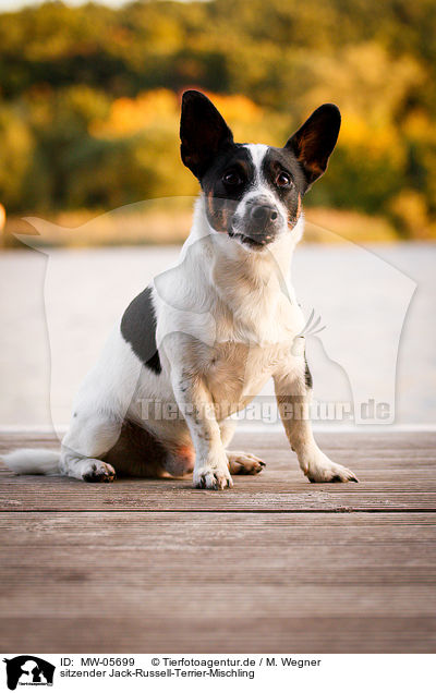 sitzender Jack-Russell-Terrier-Mischling / sitting Jack-Russell-Terrier-Mongrel / MW-05699