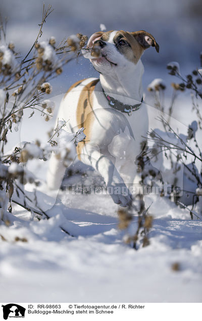 Bulldogge-Mischling steht im Schnee / young dog stands in the snow / RR-98663