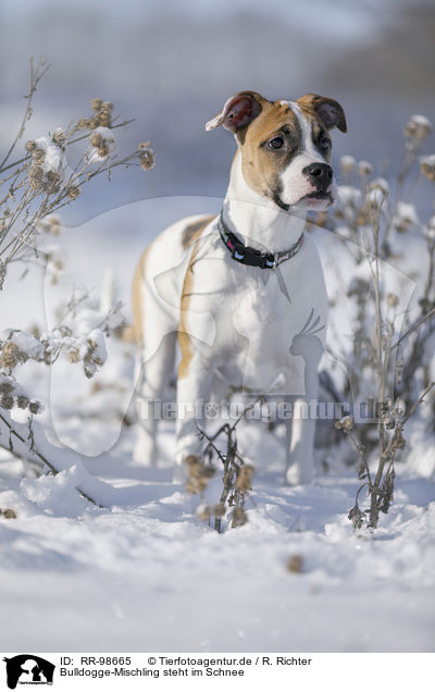 Bulldogge-Mischling steht im Schnee / young dog stands in the snow / RR-98665
