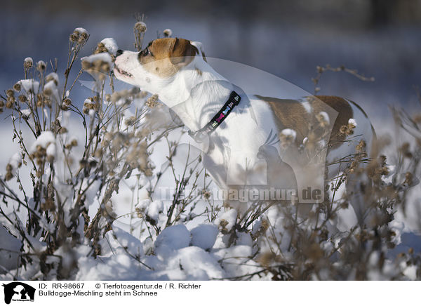 Bulldogge-Mischling steht im Schnee / young dog stands in the snow / RR-98667
