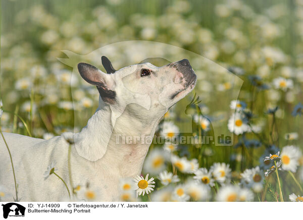 Bullterrier-Mischling Portrait / Bullterrier-Mongrel Portrait / YJ-14909