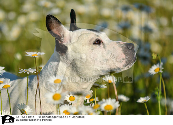 Bullterrier-Mischling Portrait / Bullterrier-Mongrel Portrait / YJ-14915