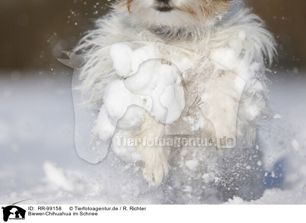 Biewer-Chihuahua im Schnee / Biewer-Chihuahua in the snow / RR-99158