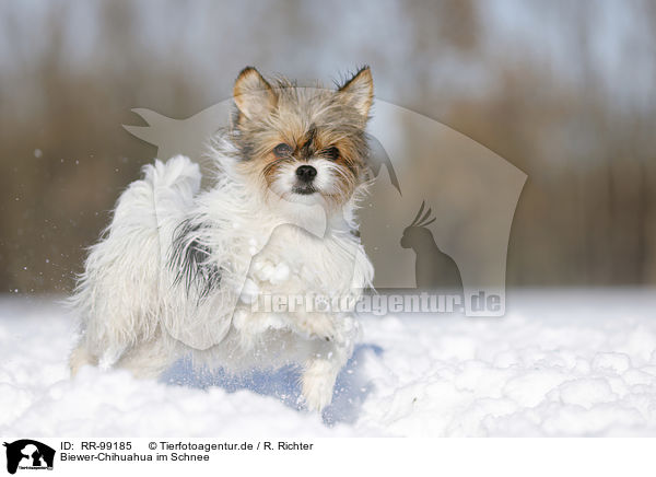 Biewer-Chihuahua im Schnee / RR-99185