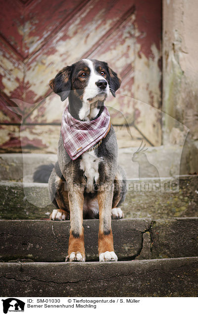 Berner Sennenhund Mischling / Bernese Mountain Dog Mongrel / SM-01030