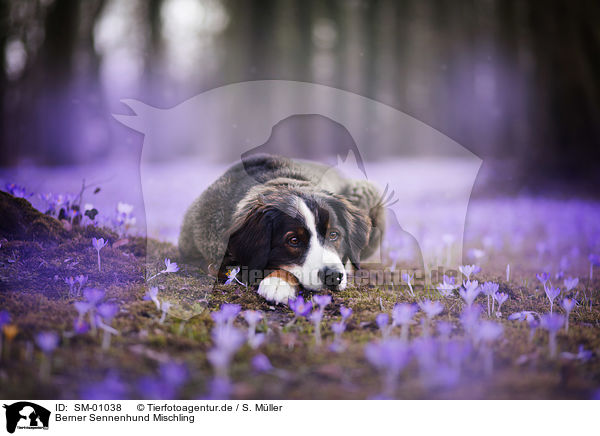 Berner Sennenhund Mischling / SM-01038