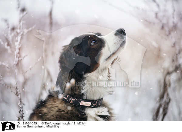 Berner Sennenhund Mischling / Bernese Mountain Dog Mongrel / SM-01055