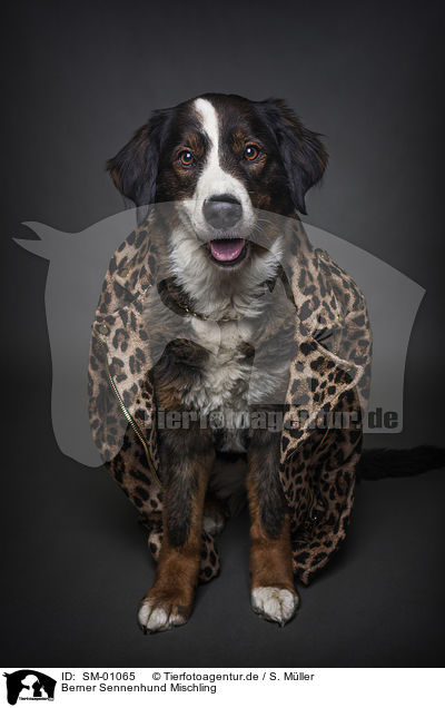 Berner Sennenhund Mischling / Bernese Mountain Dog Mongrel / SM-01065