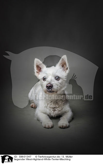 liegender West-Highland-White-Terrier-Mischling / lying West-Highland-White-Terrier-Mongrel / SM-01347