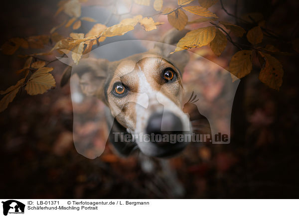 Schferhund-Mischling Portrait / Shepherd-Mongrel Portrait / LB-01371