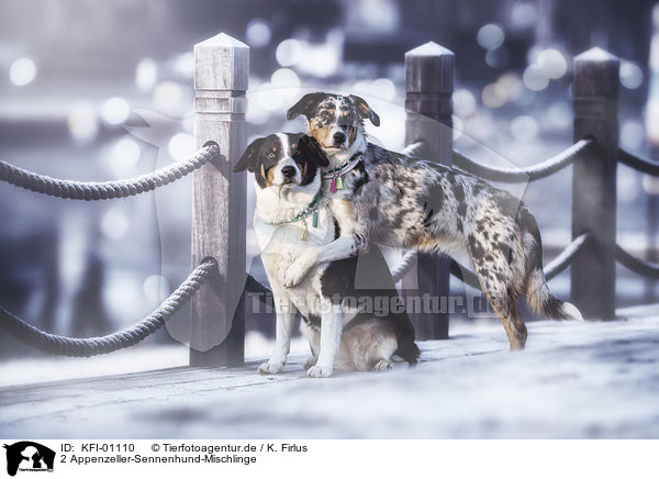2 Appenzeller-Sennenhund-Mischlinge / 2 Appenzell-Mountain-Dog-Mongrels / KFI-01110