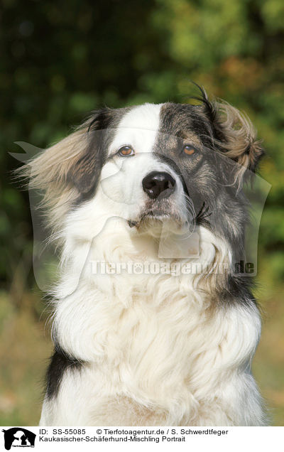 Kaukasischer-Schferhund-Mischling Portrait / Caucasian-Shepherd-Dog-Mongrel Portrait / SS-55085