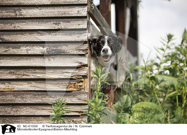 Mnsterlnder-Epagneul-Breton-Mischling / Munsterlander-Epagneul-Breton-Mongrel / NC-01009