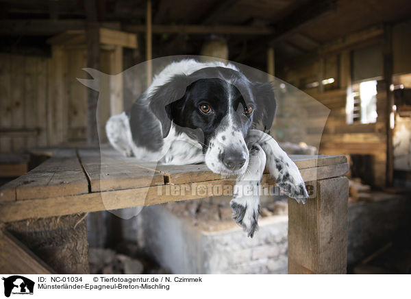 Mnsterlnder-Epagneul-Breton-Mischling / Munsterlander-Epagneul-Breton-Mongrel / NC-01034