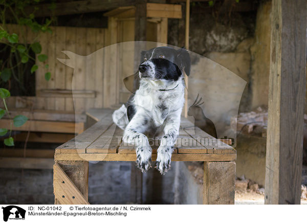 Mnsterlnder-Epagneul-Breton-Mischling / Munsterlander-Epagneul-Breton-Mongrel / NC-01042