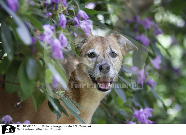 Schferhund-Mischling Portrait / Shepherd-Mongrel Portrait / NC-01110